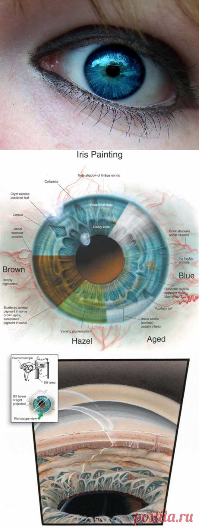 Тайна голубых глаз