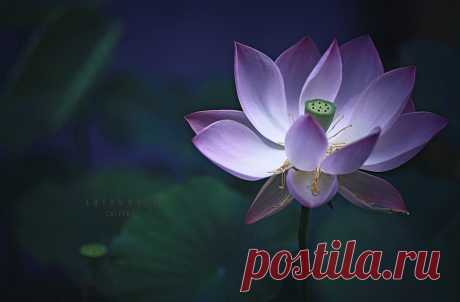 Lotus Poem by ChiFeng-dA on DeviantArt