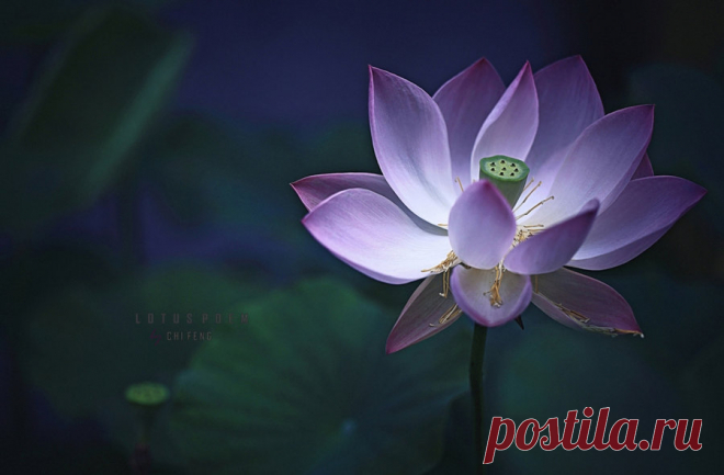Lotus Poem by ChiFeng-dA on DeviantArt