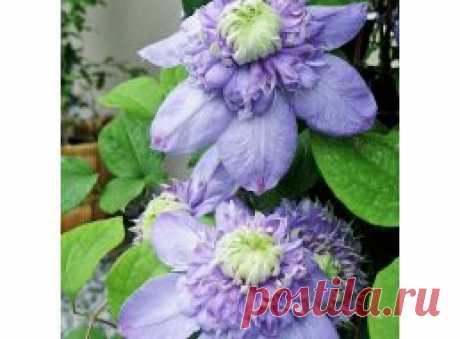 Клематисы купить - интернет магазин в Москве. Продажа саженцев клематиса почтой.