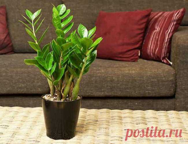 Красавец замиокулькас: 10 причин завести это растение в доме