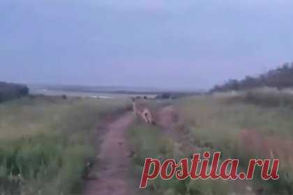 Сотрудники зоопарка под Ростовом рассказали о сбежавшем кенгуру