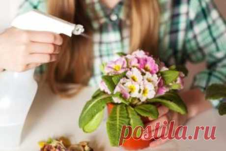 Хотите роскошный цветник в квартире? Тогда запоминайте секретики