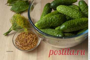 Огурчики маринованные с готовой «Французской» горчицей — Домашняя кулинария