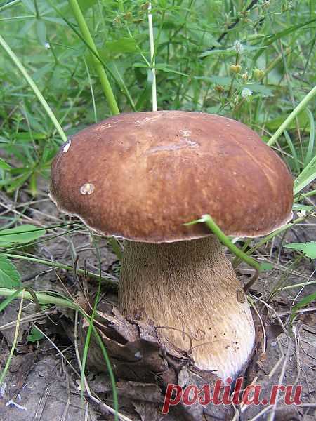 РАЗВЕДЕНИЕ ГРИБОВ В НАШЕМ САДУ..