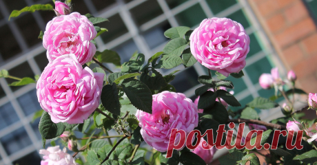 Бутоны.Розы .Феерический запах .