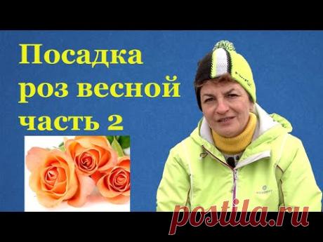 Как сажать розы с открытой корневой системой  весной