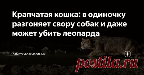 Крапчатая кошка: в одиночку разгоняет свору собак и даже может убить леопарда Несмотря на свои небольшие размеры и малый вес, крапчатая кошка отличается крайне агрессивным нравом. В случае необходимости она всегда готова постоять за себя.