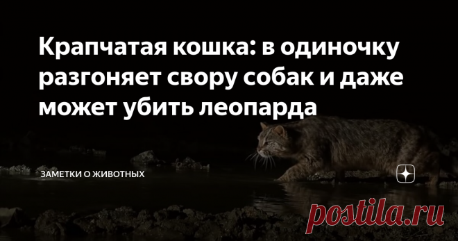 Крапчатая кошка: в одиночку разгоняет свору собак и даже может убить леопарда Несмотря на свои небольшие размеры и малый вес, крапчатая кошка отличается крайне агрессивным нравом. В случае необходимости она всегда готова постоять за себя.