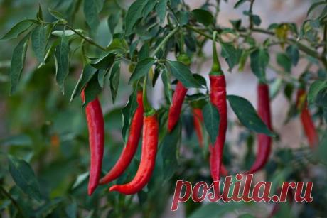 6 овощей, которые вы можете вырастить на подоконнике / домашний огород / 7dach.ru