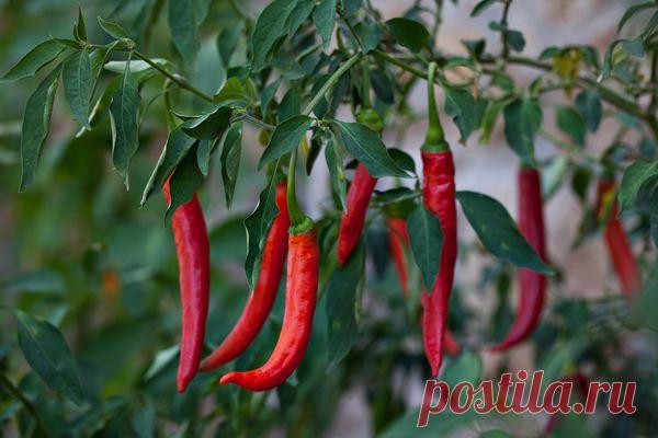 6 овощей, которые вы можете вырастить на подоконнике / домашний огород / 7dach.ru