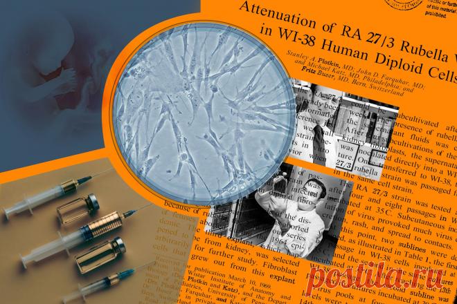 Торговля абортированными детьми Шокирующие факты о торговле абортированными детьми и их органами: расследования, скандалы и многомиллионный бизнес. Узнайте, как абортивный материал используется в медицине, косметологии и фармацевтике.