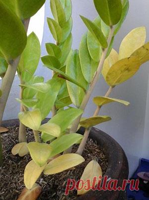 Почему замиокулькас желтеет, и что делать для его спасения