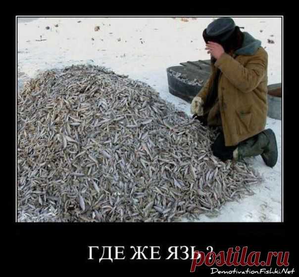 И еще для поднятия настроения) Ни хвостм респект! / Богатая добыча