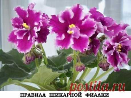 ПРАВИЛА ШИКАРНОЙ ФИАЛКИ!
С помощью этих основных правил, я выращиваю целый цветник фиалок у себя на подоконнике. 
-
 Поставь горшок с растением в уютное место, где достаточно света, но не 
слишком много солнца. Исключи попадание прямых солнечных лучей в 
обеденное время. Оптимально поставить фиалку на западное окно либо 
повесить плотные занавески. 
- Выбирай небольшой горшок, примерно
 на десять сантиметров в высоту и не более тринадцати сантиметров в 
диаметре. Из материала предпочтительней