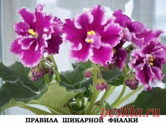 ПРАВИЛА ШИКАРНОЙ ФИАЛКИ!
С помощью этих основных правил, я выращиваю целый цветник фиалок у себя на подоконнике. 
-
 Поставь горшок с растением в уютное место, где достаточно света, но не 
слишком много солнца. Исключи попадание прямых солнечных лучей в 
обеденное время. Оптимально поставить фиалку на западное окно либо 
повесить плотные занавески. 
- Выбирай небольшой горшок, примерно
 на десять сантиметров в высоту и не более тринадцати сантиметров в 
диаметре. Из материала предпочтительней
