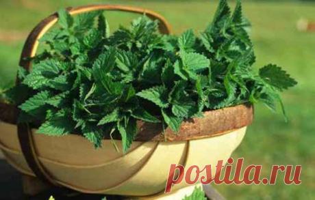 Польза майской крапивы: отвары, маски,