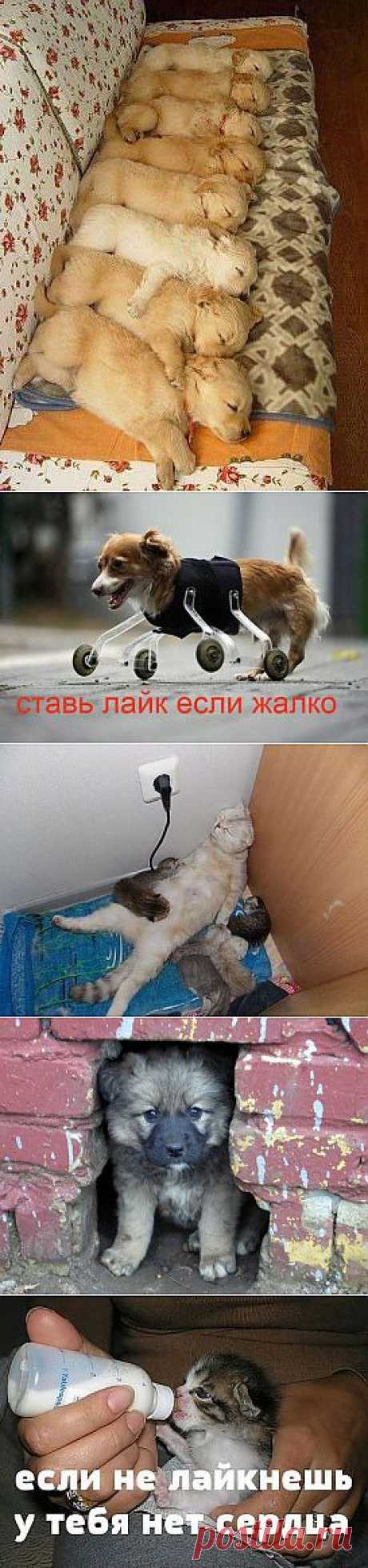 (2) Одноклассники