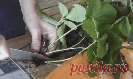 Ускоренное размножение клубники делением куста