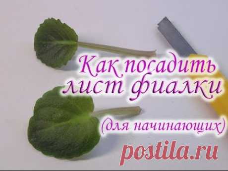 Как посадить лист фиалки. Как вырастить фиалку из листа. Укоренение листового черенка фиалки.