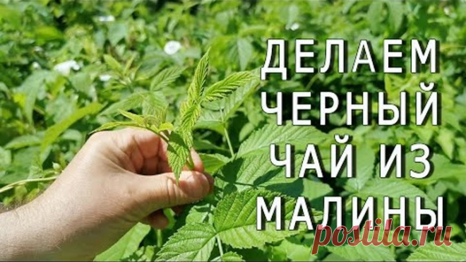Как приготовить ферментированный чай из малины по технологии черного чая?