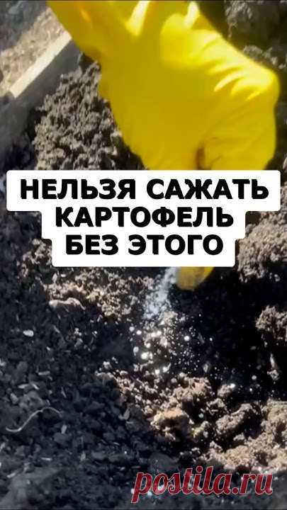 Секрет урожая крупной картошки. Огромные клубни без вредителей #дача #огород #сад #урожай #картошка