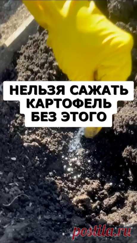 Секрет урожая крупной картошки. Огромные клубни без вредителей #дача #огород #сад #урожай #картошка