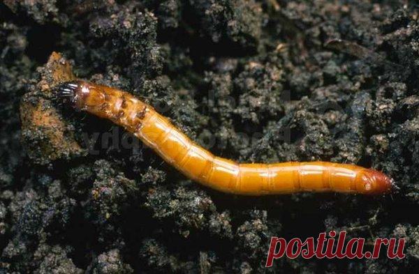 Избавляемся от проволочника. 10 действенных способов. | Записки садовода | Яндекс Дзен