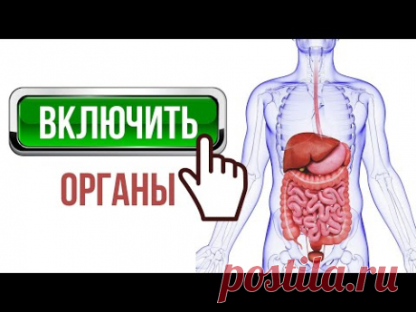 ВКЛЮЧИТЬ ОРГАНЫ ПИЩЕВАРЕНИЯ 💡 Желчный пузырь, печень, желудок, кишечник, поджелудочную