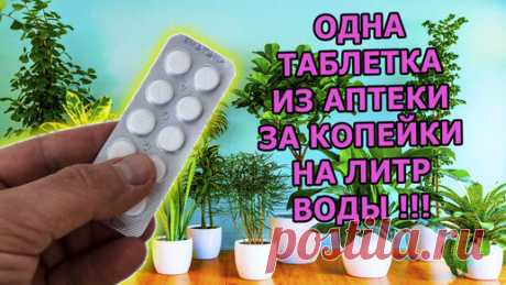 1 ТАБЛЕТКА ЗА КОПЕЙКИ ИЗ АПТЕКИ НА ЛИТР ВОДЫ ЗАМЕНИТ МЕШОК УДОБРЕНИЙ ДЛЯ ПОДКОРМКИ КОМНАТНЫХ РАСТЕНИЙ И ЦВЕТОВ ЗИМОЙ. | Роман Буров TV | Дзен