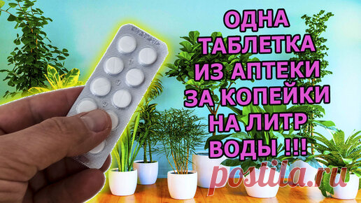 1 ТАБЛЕТКА ЗА КОПЕЙКИ ИЗ АПТЕКИ НА ЛИТР ВОДЫ ЗАМЕНИТ МЕШОК УДОБРЕНИЙ ДЛЯ ПОДКОРМКИ КОМНАТНЫХ РАСТЕНИЙ И ЦВЕТОВ ЗИМОЙ. | Роман Буров TV | Дзен