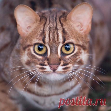 котик