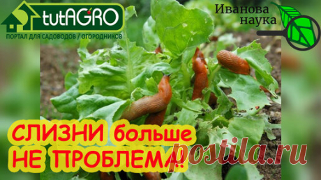 ВОТ СРЕДСТВО ПРОТИВ СЛИЗНЕЙ! Запаситесь им и оно поможет защитить сад и огород от хвори и шкоды. Одно средство против слизней - и порядок! | Иван Русских | Дзен