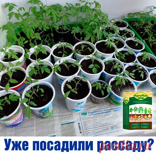 Севооборот овощей на грядках: таблица, совместимость и правильное чередование культур, схемы онлайн