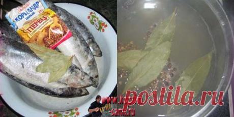 Рецепт засолки селедки в домашних условиях, соление селедки в домашних условиях