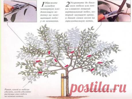 Дача, сад, огород - Google+