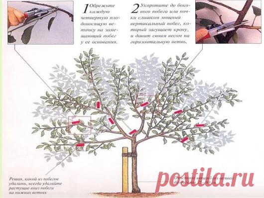 Дача, сад, огород - Google+