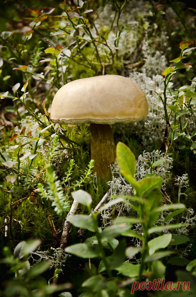 Только для любителей