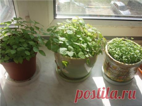 Ароматный чай выращиваем на подоконнике