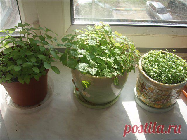 Ароматный чай выращиваем на подоконнике