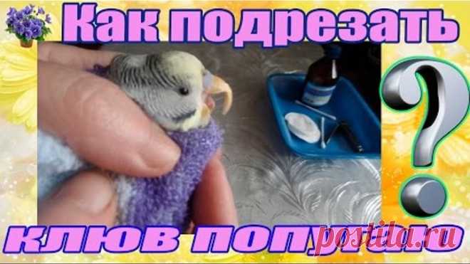 Как правильно подрезать клюв волнистому попугаю в домашних условиях