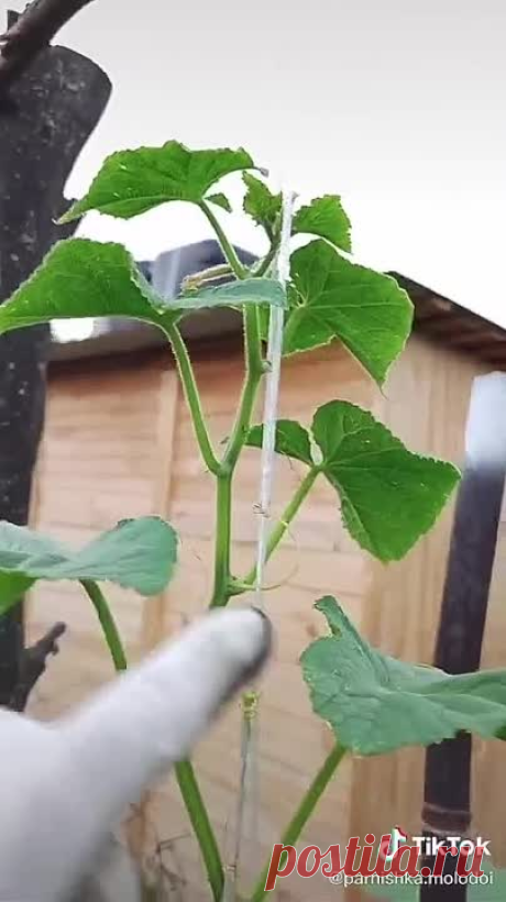 Омоложение огурцов! Урожая будет море!📌👍🥒