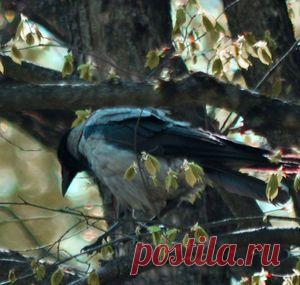 Мои фото — National Geographic Россия