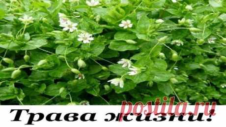Трава ЖИЗНИ! Мокрица Омолаживает, улучшает кровь память зрение и в целом весь организм! — Копилочка полезных советов