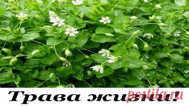 Трава ЖИЗНИ! Мокрица Омолаживает, улучшает кровь память зрение и в целом весь организм! — Копилочка полезных советов