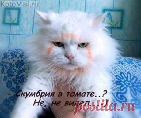 На &quot;допросе&quot; | KotoMail.ru