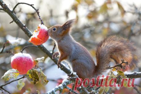 Белки на участке — красивые шкодники. Что едят? Образ жизни. Фото — Ботаничка.ru