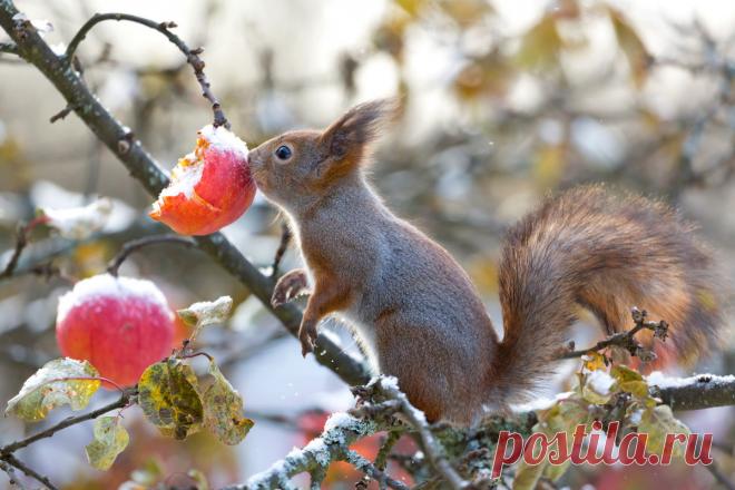 Белки на участке — красивые шкодники. Что едят? Образ жизни. Фото — Ботаничка.ru