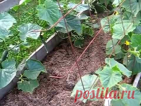 Маленький огород 1 часть