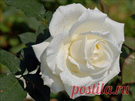 цитата ТАМАРА_КАКУРИНА : *ЦВЕТЫ - РАДОСТЬ ЖИЗНИ* (09:34 22-06-2014) [5227673/328537564] - formus53@mail.ru -